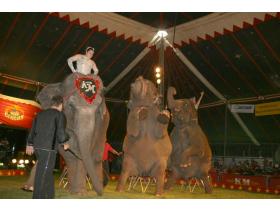 Elephants from last year's circus entertain the crowd under the big-top in Riverside Park. Tickets from Friday's circus will benefit the Ypsilanti Area Jaycees.