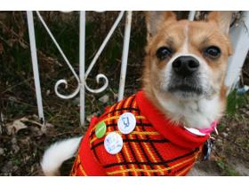The Ypsilanti Citizen's own Roxy Laughren will be marching in Saturday's parade. Pet Supplies Plus  is donating six grand prizes for cutest dog, best costume, ugliest dog, best behaved dog, most Irish dog and the dog that looks most like their owner.